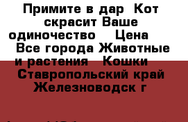 Примите в дар. Кот скрасит Ваше одиночество. › Цена ­ 0 - Все города Животные и растения » Кошки   . Ставропольский край,Железноводск г.